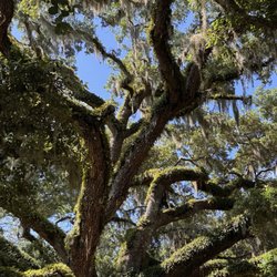We did not take any photos at the restaurant, but this was at the Washington Oak Park that was not far away.  Amazing.