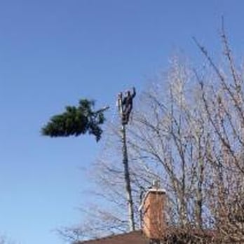A-Star Tree Experts - Tree Services Near Me - Oakville, Ontario A-Star Tree Experts - Tree Services Near Me - Oakville, Ontario