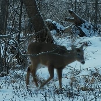 Tifft Nature Preserve - One of the many white-tailed deer roaming the park. - Hiking Near Me - Buffalo, New York Tifft Nature Preserve - One of the many white-tailed deer roaming the park. - Hiking Near Me - Buffalo, New York