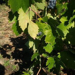 Frick Winery - Ripe clusters