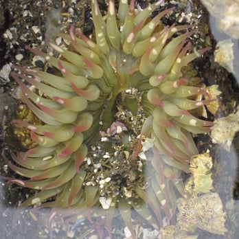 Botanical Beach Provincial Park - Fun tidal pools - Hiking Near Me Botanical Beach Provincial Park - Fun tidal pools - Hiking Near Me
