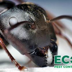 Eco Pest Control