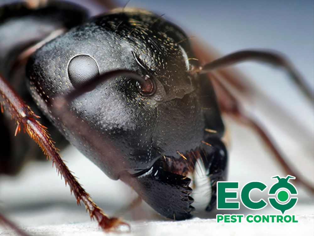 ECO PEST CONTROL Updated September 2024 12 Photos 2014 Holland