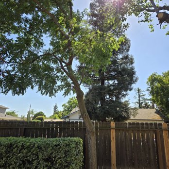 Jay's Tree Service - Small Chinese Pistache trees trimmed - Tree Services Near Me Jay's Tree Service - Small Chinese Pistache trees trimmed - Tree Services Near Me