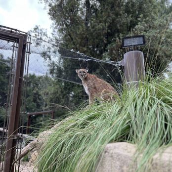 Orange County Zoo - Mtn Lion - Zoos Near Me - Orange, California Orange County Zoo - Mtn Lion - Zoos Near Me - Orange, California
