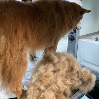 Carmelitas Mobile Grooming - Can't believe Anthony took out this much more of undercoat. - Pet Groomers Near Me Carmelitas Mobile Grooming - Can't believe Anthony took out this much more of undercoat. - Pet Groomers Near Me