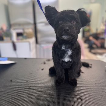 Chae’s Glamorous Grooms - Charlie the ChiPoo mix - Pet Groomers Near Me - Salem, Oregon