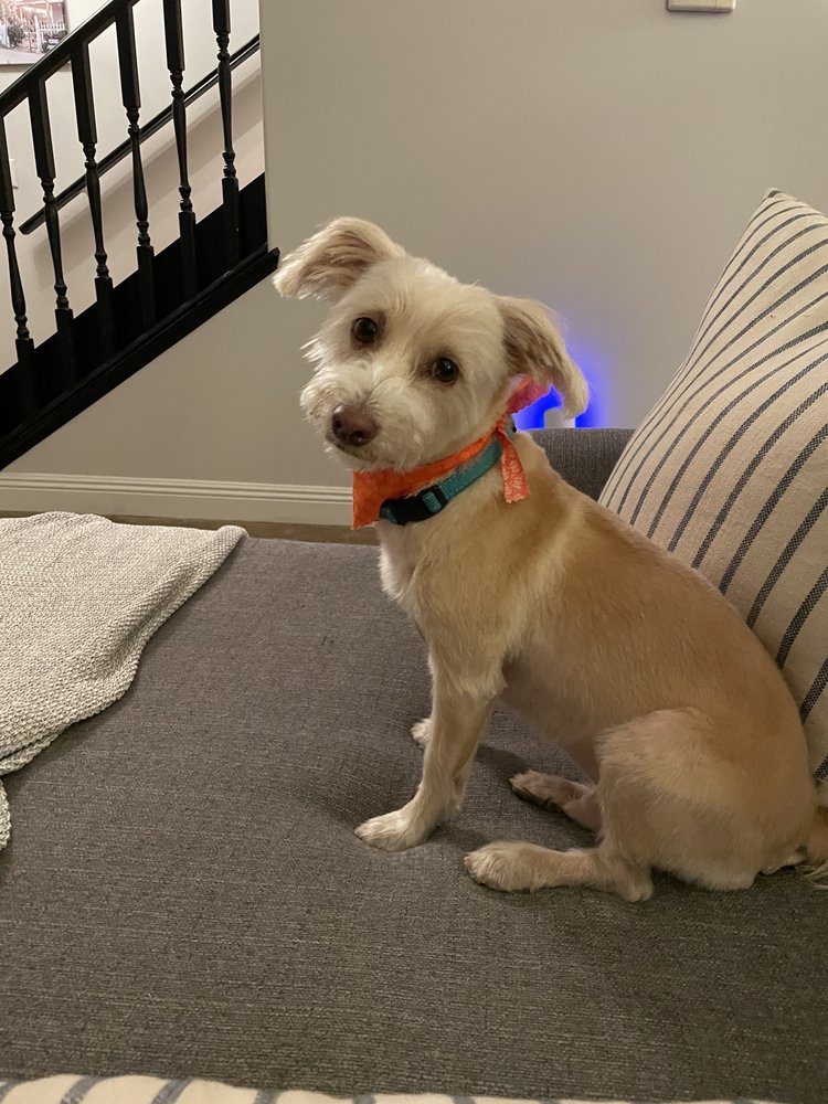 PAWS APPEAL GROOMING Updated June 2024 102 Photos & 57 Reviews