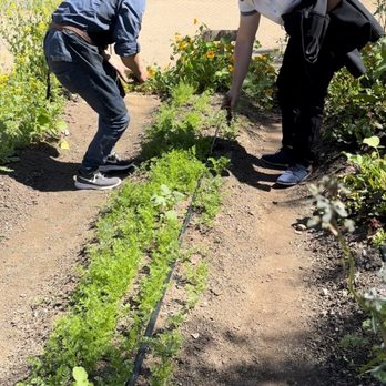Esencia del Valle - Picking baby carrots - Seafood Near Me - Valle de Guadalupe, BCN Esencia del Valle - Picking baby carrots - Seafood Near Me - Valle de Guadalupe, BCN