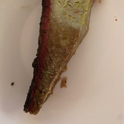 Dickey's Barbecue Pit - SAVE YOUR MONEY!!!!! So old and disgusting!!!!