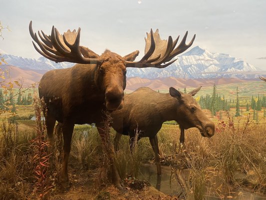 Carnegie Museum of Natural History by null