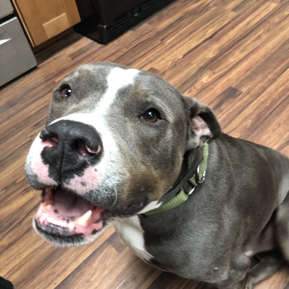 Riverhead Animal Shelter - Handsome Hulk! Always happy! - Animal Shelters Near Me - Riverhead, New York Riverhead Animal Shelter - Handsome Hulk! Always happy! - Animal Shelters Near Me - Riverhead, New York