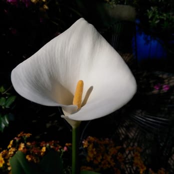 Lincoln Park Conservatory - Parks Near Me - Chicago, Illinois Lincoln Park Conservatory - Parks Near Me - Chicago, Illinois