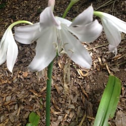 Brisbane Botanical Gardens