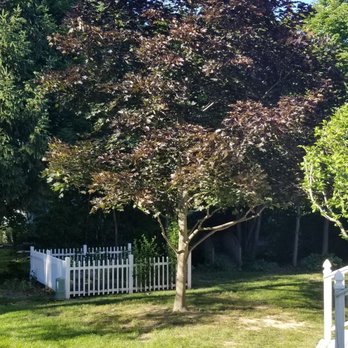 Family Tree Removal - Tree Services Near Me - Shelby Township, Michigan Family Tree Removal - Tree Services Near Me - Shelby Township, Michigan