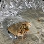 Photo of Sorrento's Brick Oven Pizza