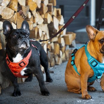 Active Furiends - Dog Walkers Near Me - Calgary, Alberta Active Furiends - Dog Walkers Near Me - Calgary, Alberta