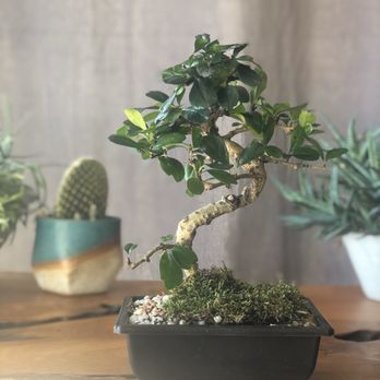 Sunshine Miniature Trees - Bonsai Fukien tea tree - Nurseries & Gardening Near Me - Dallas, Texas