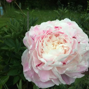 Full Bloom Farm - Bursting with petals - Guest Houses Near Me - Lummi Island, Washington