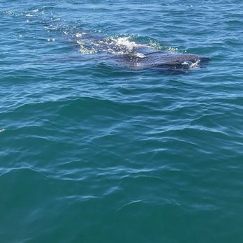 Cabo Expeditions - Tours Near Me - Cabo San Lucas, BCS Cabo Expeditions - Tours Near Me - Cabo San Lucas, BCS
