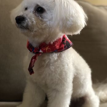 Lucy's Lucky Dog - My Mylo - Pet Groomers Near Me - Brooklyn, New York