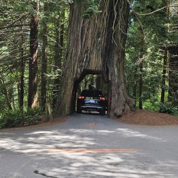 Tour Thru Tree - Local Flavor Near Me - Klamath, California Tour Thru Tree - Local Flavor Near Me - Klamath, California