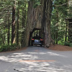 Tour Thru Tree