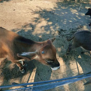 Huddin Homestead Fun Farm - Attraction Farms Near Me - Rockwall, Texas