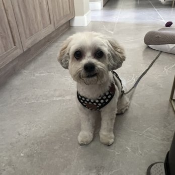 Magic Pet Spa - Pep's new cut. - Pet Groomers Near Me - Irvine, California Magic Pet Spa - Pep's new cut. - Pet Groomers Near Me - Irvine, California