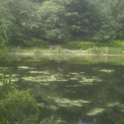 Blackford Pond