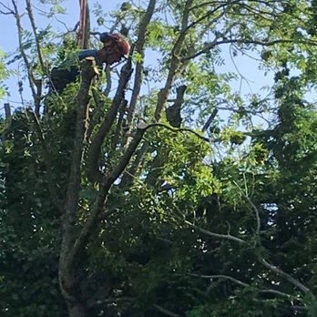 Master Trees - Tree Services Near Me - Cardiff, CRF