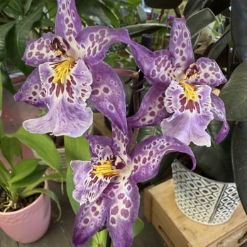 Aladdin Flowers - Florists Near Me - Santa Ana, California Aladdin Flowers - Florists Near Me - Santa Ana, California