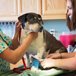 Yavapai Humane Society Spay-Neuter & Wellness Clinic