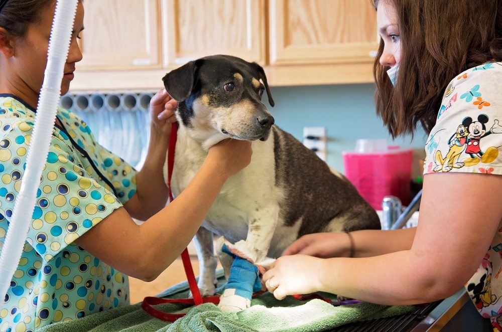 Yavapai Humane Society Spay-Neuter & Wellness Clinic Image