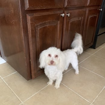 Happy Tails Dog Sitting - Desi (an active godhead) - Pet Sitting Near Me Happy Tails Dog Sitting - Desi (an active godhead) - Pet Sitting Near Me