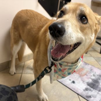 Coastview Veterinary Hospital - Veterinarians Near Me - San Diego, California Coastview Veterinary Hospital - Veterinarians Near Me - San Diego, California