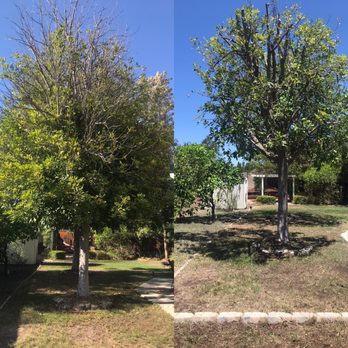 D's R Trees - Before and after photos-this tree has a lot of dead branches that had to be removed. - Tree Services Near Me