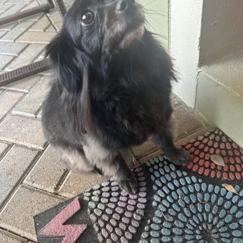Petco - Pet Training Near Me - Orlando, Florida