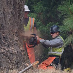 Family Tree Service