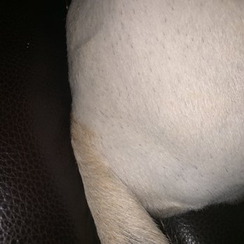Coco's Mobile Grooming - Pet Groomers Near Me