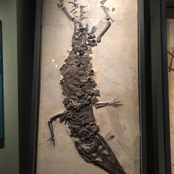 Field Museum - Museums Near Me - Chicago, Illinois