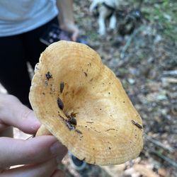Fickett Hammock Preserve - Mushroom