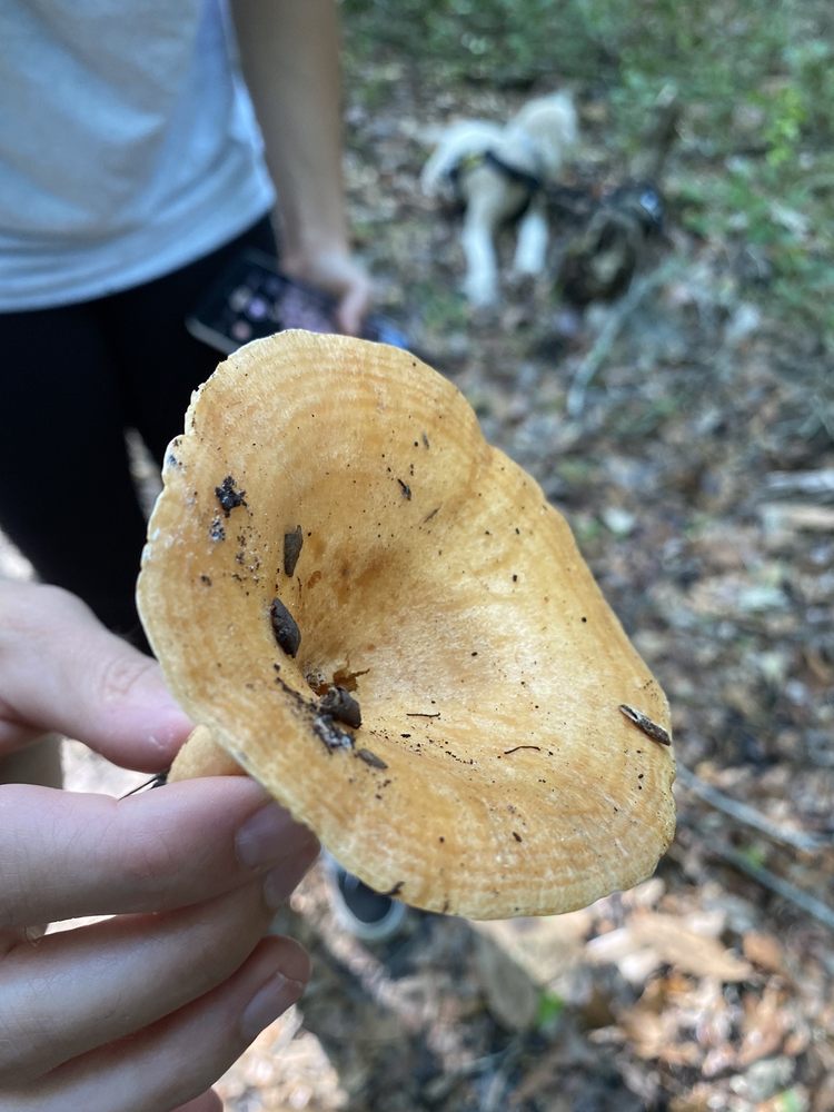 Fickett Hammock Preserve Image