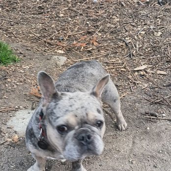 Downtown Brooklyn Pet Care - Sammy is so sweet! Once ahe gets to know you of course. - Dog Walkers Near Me - Brooklyn, New York Downtown Brooklyn Pet Care - Sammy is so sweet! Once ahe gets to know you of course. - Dog Walkers Near Me - Brooklyn, New York