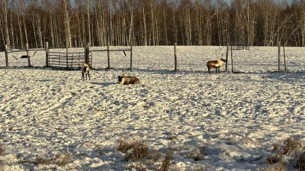 Large Animal Research Station by null