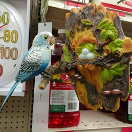 The bird nerd in me is cringing at the inaccuracies of this chirping parakeet scene ;p