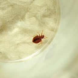 Captured bed bug at Bison Ranch Condo Heber AZ
