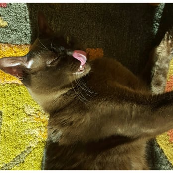 River East Cat Sitters - Jedi - Pet Sitting Near Me - Chicago, Illinois River East Cat Sitters - Jedi - Pet Sitting Near Me - Chicago, Illinois