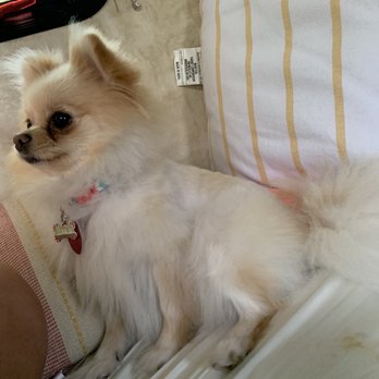 Pampered Pups Day Spa - Pet Groomers Near Me
