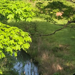 Bitter Sweet B & B - The pond with young deer behind Bittersweet B & B